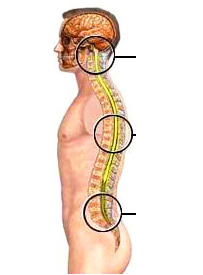 fazat e zhvillimit të osteochondrosis
